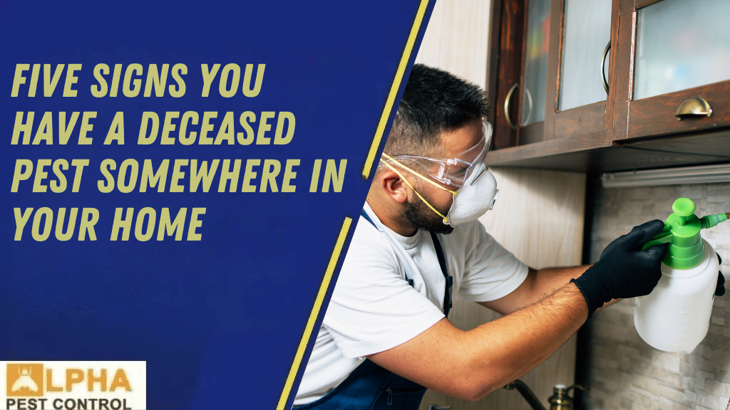 The Difference Between Humane Possum Removal & Possum Trapping