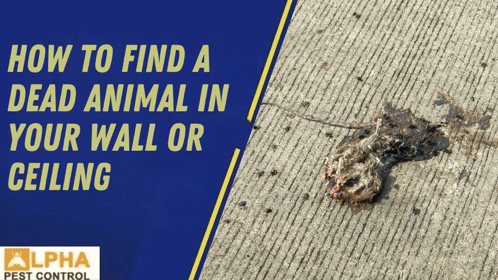 The Difference Between Humane Possum Removal & Possum Trapping