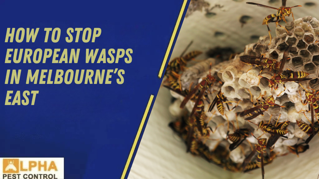 The Difference Between Humane Possum Removal & Possum Trapping