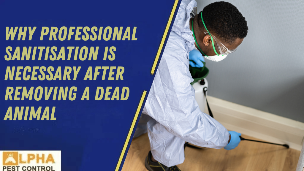 The Difference Between Humane Possum Removal & Possum Trapping