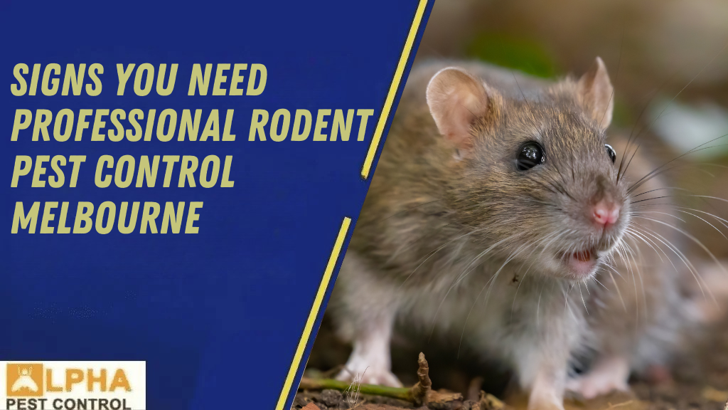 The Difference Between Humane Possum Removal & Possum Trapping