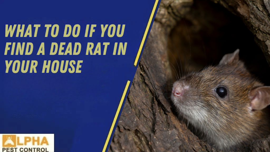 The Difference Between Humane Possum Removal & Possum Trapping