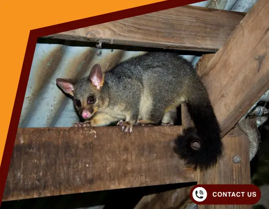 Possum Homes Entry Points