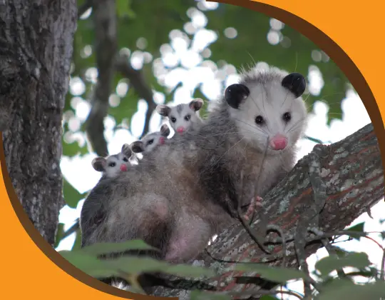 Possum Activity