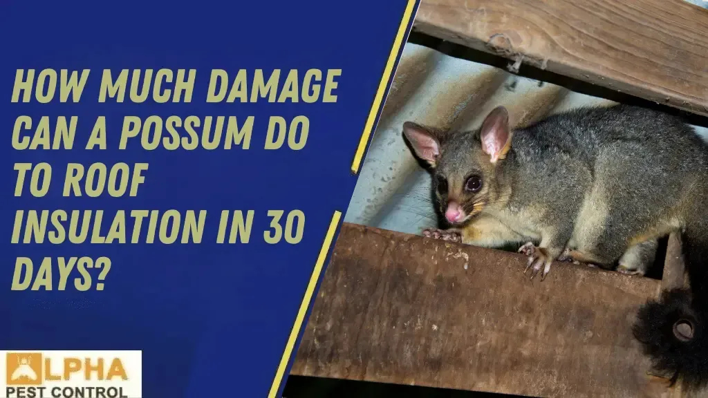 The Difference Between Humane Possum Removal & Possum Trapping